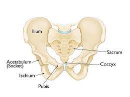 A 3d rotatable model of the bony structures of the pelvis: Pelvic Fractures Orthoinfo Aaos