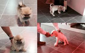 We are a highly experienced mobile grooming center in dubai. Pet Service In Dubai Mobile Pet Grooming Dubai Pet Sitting Service Welcome To Pets In The City
