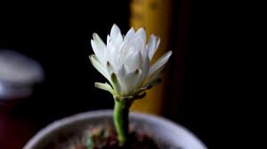 The flowers on a cactus are just like any other flower with petals, stigmas, stamens, and all other parts of a flower. 3 Things To Note For A Successful Garden Time Lapse