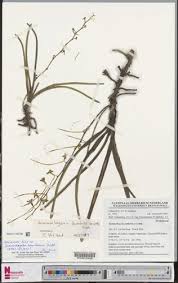 Image result for Summerhayesia