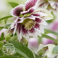 Image result for Berlinia orientalis