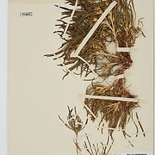 Image result for Geigeria