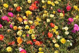 Non è difficile propagare la portulaca da un giardino all'altro, tuttavia, se non sapete dove reperire la pianta, online è disponibile l'acquisto per corrispondenza: Portulaca Grandiflora Consigli Coltivazione E Cura