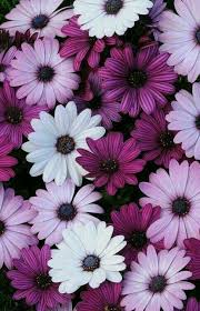 Purple Pink White Purple Wallpaper Flower Wallpaper Phone Wallpaper