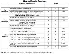 76 Best Manual Muscle Testing Images In 2019 Muscle