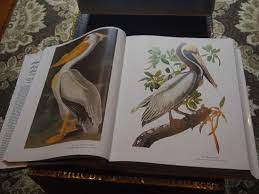 Fill it to the brim with your book. Audubon S Book Of Birds On The Coffee Table My Granny S Fav The Brown Pelican Picture Of Audubon Cottages New Orleans Tripadvisor