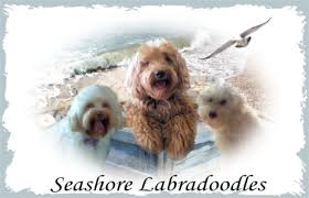 They've been specifically chosen based on health, temperament, and trainability to fit into a family atmosphere and/or service role. Seashore Labradoodles Southern California Australian Labradoodles