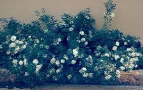 Image result for Pavetta troupinii