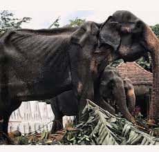 Elderly elephant dies after festival work