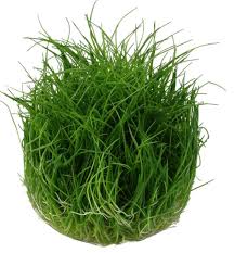 Image result for Eleocharis caduca