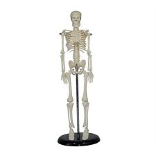 Burdada makarnalardan ve boş tuvalet kağıdı rulo kartonlarından yapılmış iskelet yapma performans ödevlerini görüyoruz. Anatomia Insan Iskeleti Modeli 45 Cm Fiyati Taksit Secenekleri