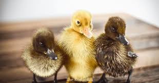 What else do ducks eat? 12 Things You Need To Know About Caring For Ducklings The Rustic Elk