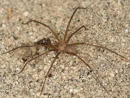 Three Dangerous Spiders Of Northern Utah