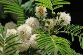 Image result for Acacia sieberiana