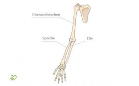 Proximal radius (head, neck and tuberosity). Radiusfraktur Speichenbruch Definition Onmeda De