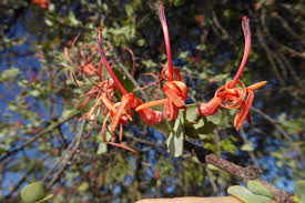 Image result for Erianthemum virescens