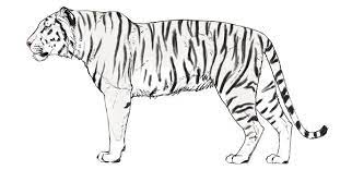 It will help students draw a nice, strong body form with legs, and leave lots of space for his famous stripes. Tiger Sketch Side View Tiger Sketch Tiger Drawing Images Animal Drawings