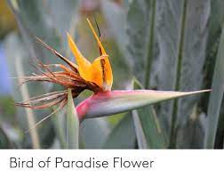 With a bloom time that ranges from march to october, birds of paradise flowers are popular cut flowers, especially for summer floral arrangements. Bird Of Paradise Flower Paradise Meme On Me Me