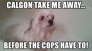 Calgon take me away, followed by 10435 people on pinterest. Calgon Take Me Away Before The Cops Have To Gizmo The Dog Bath Meme Generator