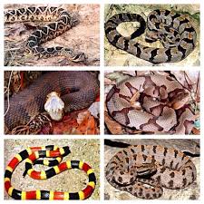 Do You Know The Types Of Venomous Snakes In Your State