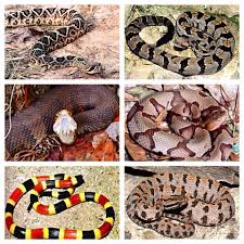 do you know the types of venomous snakes in your state