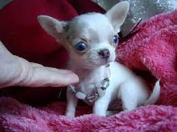 Teacup Chihuahua Puppies For Sale In Oklahoma Zoe Fans Blog Teacup Chihuahua Puppies Chihuahua Puppies Teacup Chihuahua