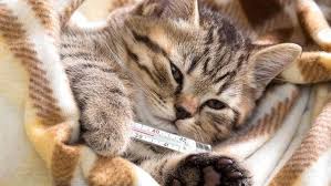 kedi nezlesi nedir nasil tedavi edilir evcil hayvan