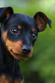 Sometimes the biggest personalities come in the smallest packages…and fortunately, there is a wide. 15 Cute Miniature Dog Breeds Best Toy Dog Breed List