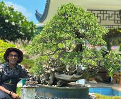 Image result for Pemphis