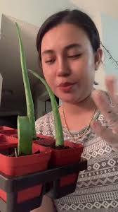 Root Rot in Aloe Vera