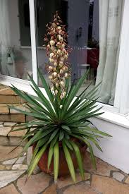 Yucca Baccata Pflanzen Palmlilie Garten