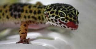 Sexing leopard geckos | gecko daddy. Gecok Genjer Sexing Geckos How To Pangea Reptile