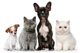 Web Tasarim Seo E Ticaret Toplu E Posta Sosyal Medya Pazarlama Cok Sirin Hayvanlar Cute Kittens Komik Kopek Fotograflari