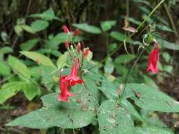 Image result for Ruellia brevifolia