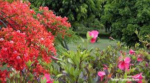 Experienced designers and friendly staff. Toronto Flower Shops Delivery Flowers Toronto Ontario Canada