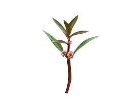 Image result for Alternanthera sessilis