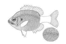 Drawing easy animals large scale. Draw A Fish Pen And Ink Drawing With Digital Painting