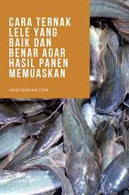 Mau Ternak Lele Dalam Drum Simak Cara Dan Tipsnya Dulu Di 2020 Drum Pot Bunga Ikan