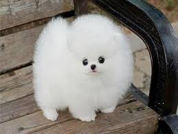 Последние твиты от schattige dieren (@schattigedieren). Schattige Dieren Cuteedieren Twitter