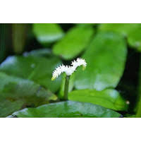 Image result for Aponogeton desertorum