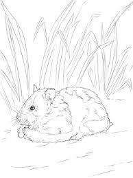 Hamster coloring pages getcoloringpages com at getdrawings free download baby in the palm page printable pictures whitesbelfast collection of collection of hamster coloring pages. Hamster Free Printable Coloring Pages For Girls And Boys