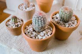 And how come after watering it twice, it wont let me water my watermelon plant even though it's clearly grown? Echinocereus Cactus Plant Care Growing Guide