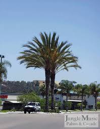 Welcome to palm desert,california, the diamond in the desert! Date Palms The True Date Palm And Other Species Of Phoenix