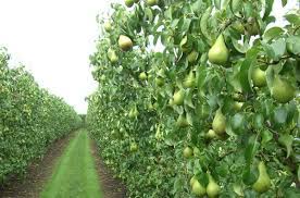 Get it as soon as wed, jul 21. Pear Fruit Farming Information Guide Agri Farming