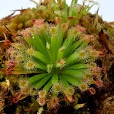 Image result for Drosera pilosa
