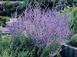 Image result for Perovskia atriplicifolia 'blue spire'