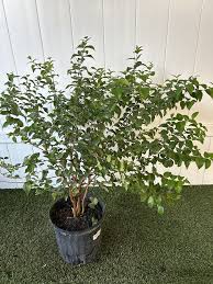 Image result for Eugenia uniflora