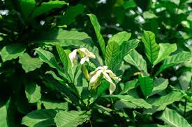 Image result for Tabernaemontana pachysiphon