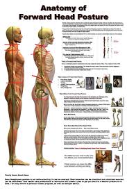 Posture Posters From Posture Pro Medical Massage Postures Anatomy
