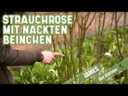 Eine Strauchrose Mit Nackten Beinchen So Schneidet Man Alte Rosen Richtig James Der Gartner Youtube In 2020 Strauchrose Rosen Ziergarten